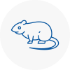 Rat Control Westbourne
